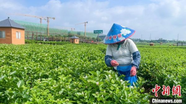 尚融 （走进中国乡村）“茉莉之乡”广西横州借力数字智能 产业升级香飘海外